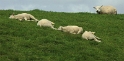 Texel  Tiere  PICT 1679